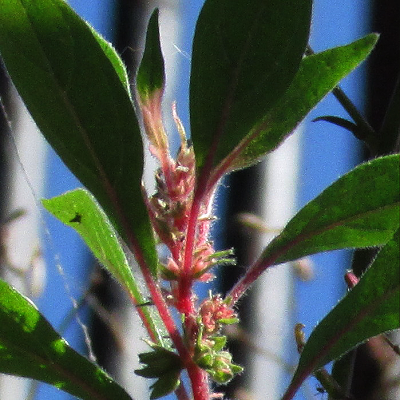 Pellitory-of-the-wall