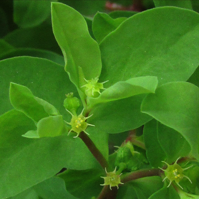Petty Spurge