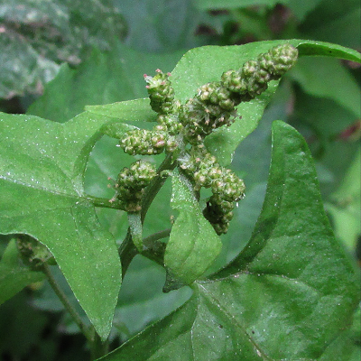Spear-leaved Orache