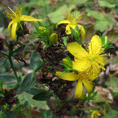 St John\'s-wort