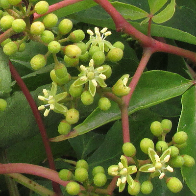 Virginia Creeper