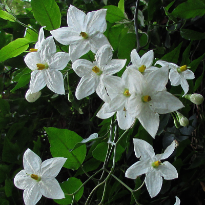 Potato Vine