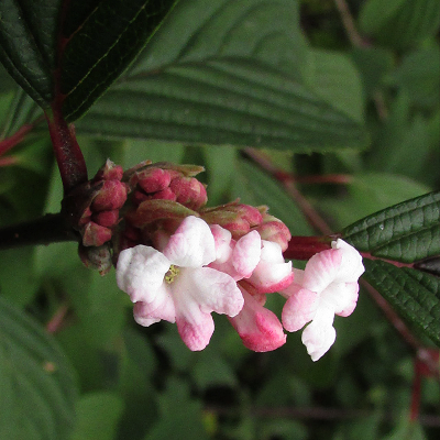 Viburnum X Bodnantense