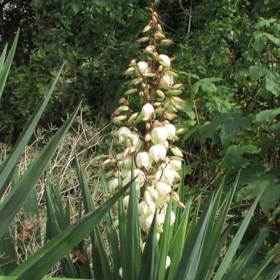 Yucca