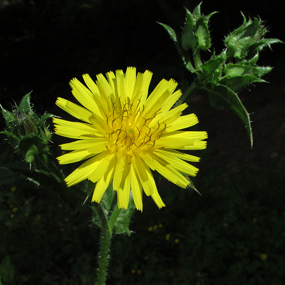 Bristly Oxtongue