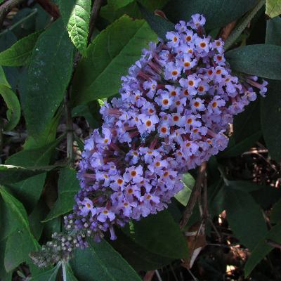 Buddleia