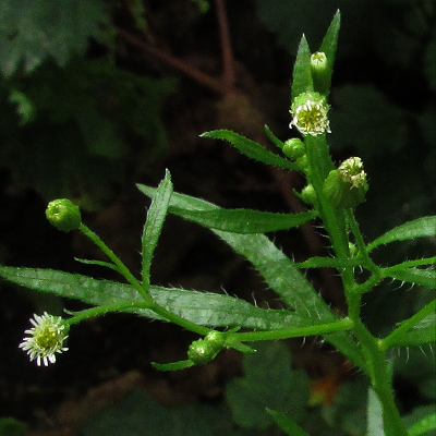 Canadian Fleabane