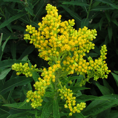 Canadian Golden Rod