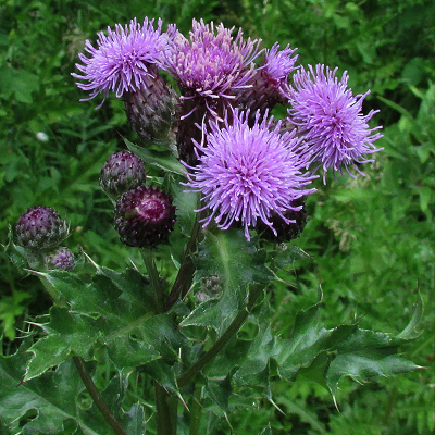 Creeping Thistle