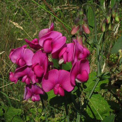 Everlasting Pea