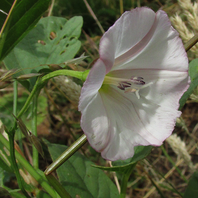 Field Bindweed