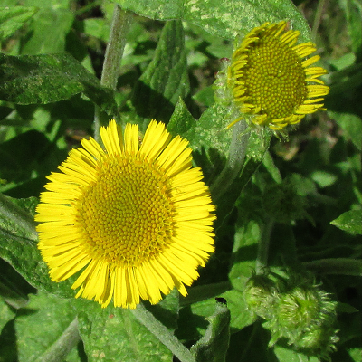 Fleabane