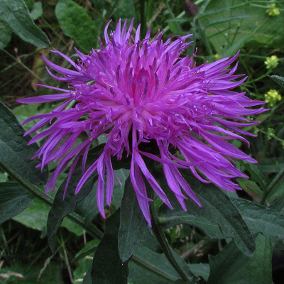 Greater Knapweed