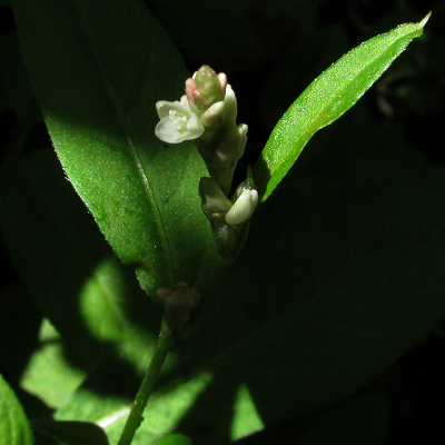 Persicaria