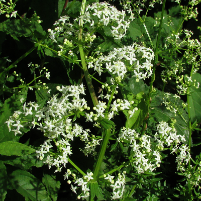 Hedge Bedstraw