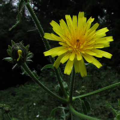 Hawkweed Oxtongue