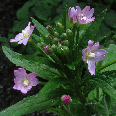 Hoary Willowherb