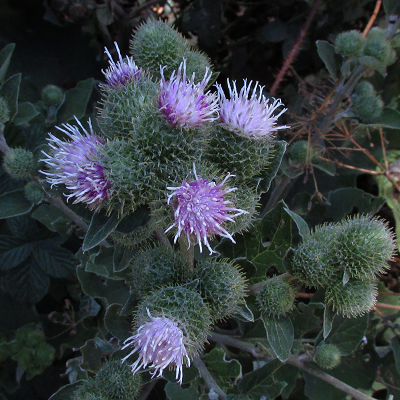 Lesser Burdock