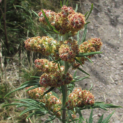 Mugwort