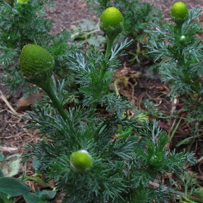Pineapple Weed