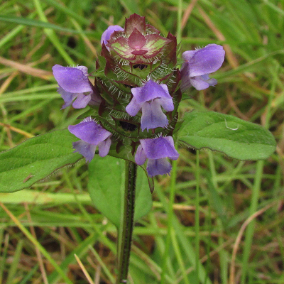 Selfheal