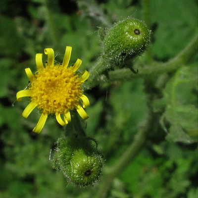 Sticky Groundsel