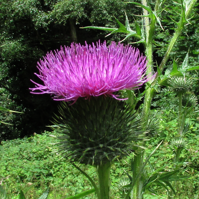 Spear Thistle