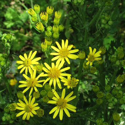 Ragwort
