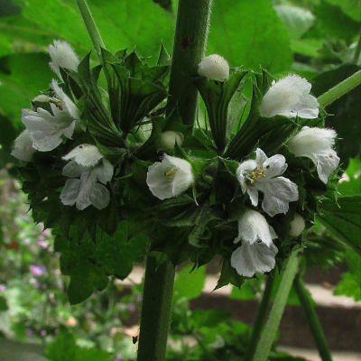 White Black Horehound