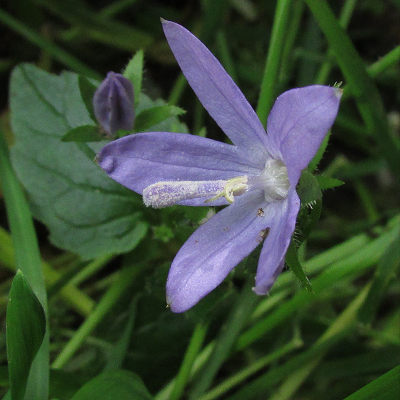 Trailing Bellflower