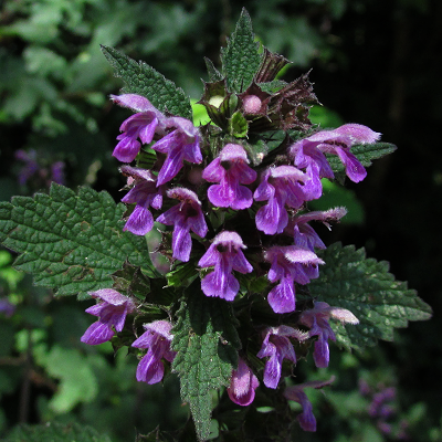 Black Horehound