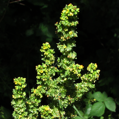Broad-leaved Dock