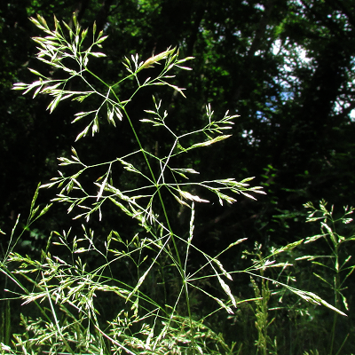 Common Bent