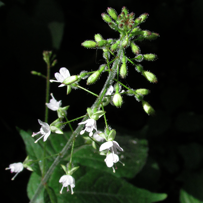 Enchanter's Nightshade