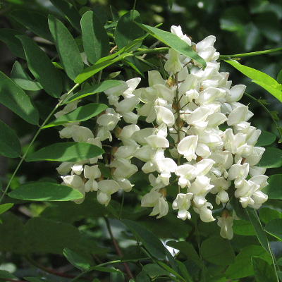 False Acacia