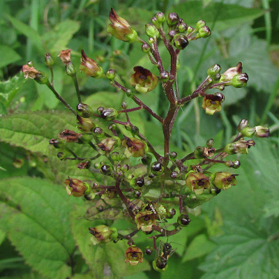Common Figwort