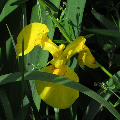 Yellow Flag