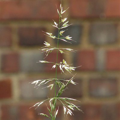 False Oat-grass