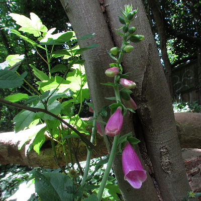 Foxglove