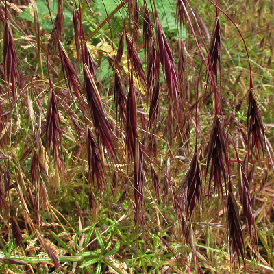 Great Brome