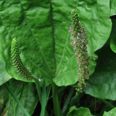 Greater Plantain