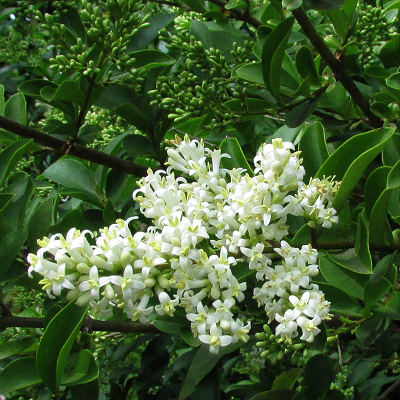 Garden Privet