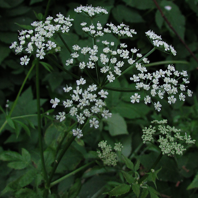 Ground Elder