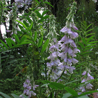 Goat's Rue