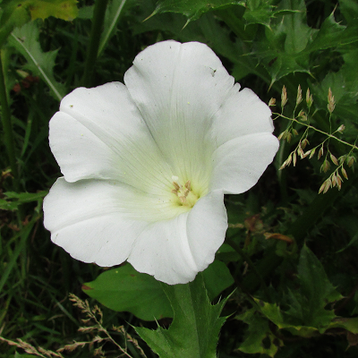 Hedge Bindweed