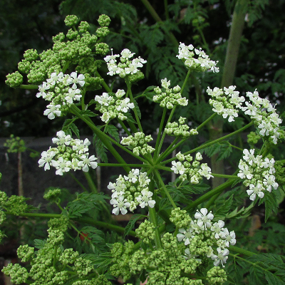 Hemlock
