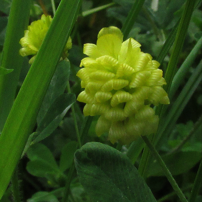 Hop Trefoil