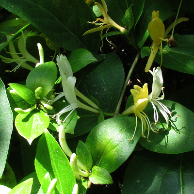 Japanese Honeysuckle