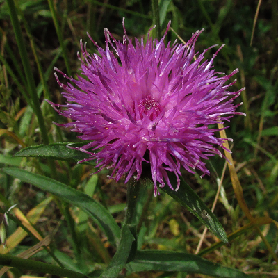 Knapweed