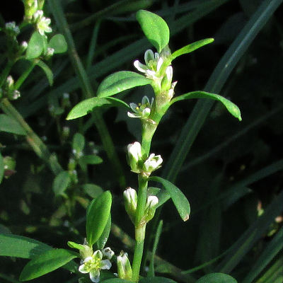 Knotgrass